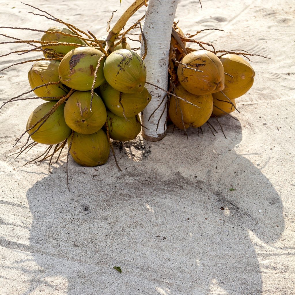 Coco de mer praslin Coco de mer praslin
